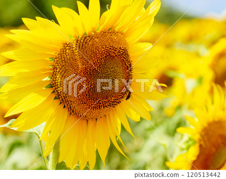 Blooming sunflower with honey bee 120513442