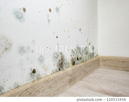 Mould and fungus growth on white wall Mould and fungus growth on white wall 120513456