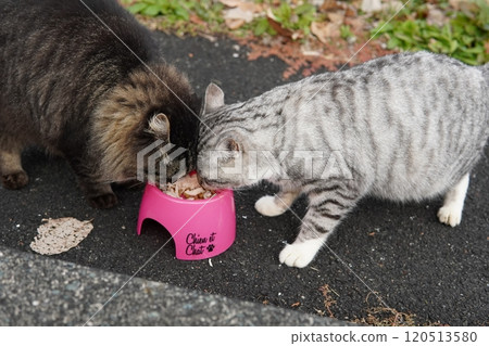 Local cats who have become plump from eating too much food 120513580