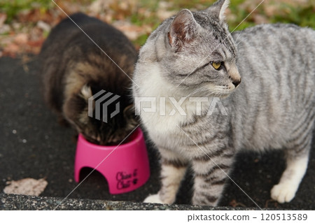 Local cats who have become plump from eating too much food Local cats who have become plump from eating too much food 120513589