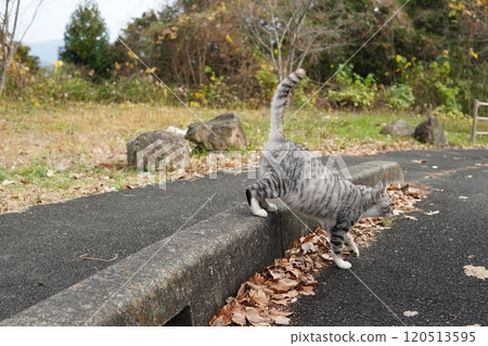Local cats who have become plump from eating too much food Local cats who have become plump from eating too much food 120513595