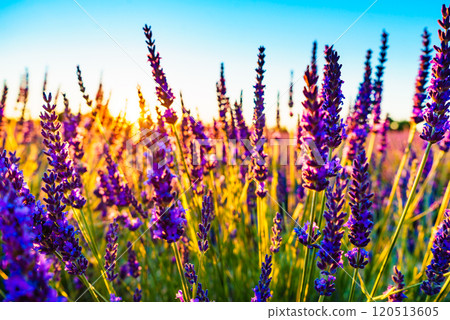 Lavender field at sunset light Lavender field at sunset light 120513605