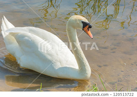 Wildlife. A close-up of a swan in the shallow water of a reservoir 120513722
