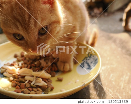 A cute kitten is so engrossed in eating that it enters the dining table 120513889