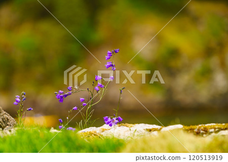 Fjord shore with blue flowers. 120513919