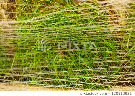Stacks of sod rolls for new lawn 120513921