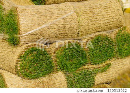 Stacks of sod rolls for new lawn 120513922