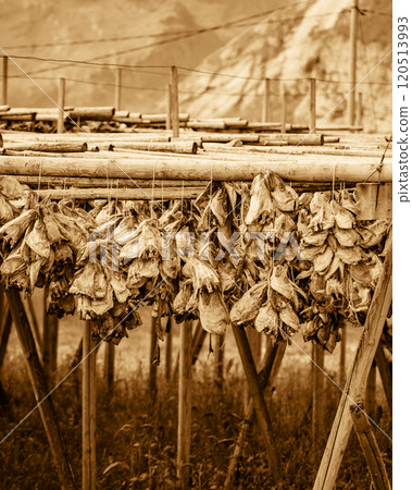 Cod stockfish drying on racks, Lofoten islands Norway 120513993