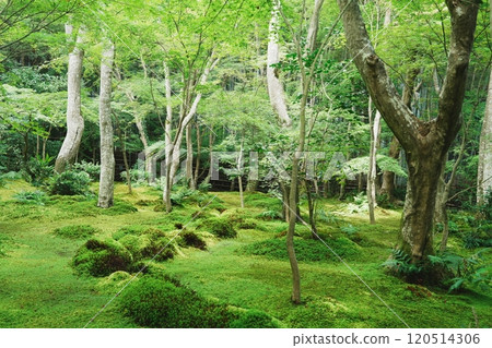 京都嵯峨野只王寺的苔蘚花園 京都嵯峨野只王寺的苔蘚花園 120514306