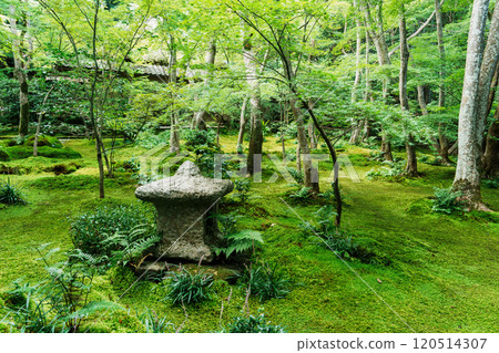 京都嵯峨野只王寺的苔蘚花園 京都嵯峨野只王寺的苔蘚花園 120514307