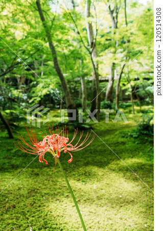 京都嵯峨野只王寺苔蘚上盛開的蜘蛛百合 京都嵯峨野只王寺苔蘚上盛開的蜘蛛百合 120514308