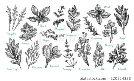 Big collection of herbs. Big collection of herbs. 120514328