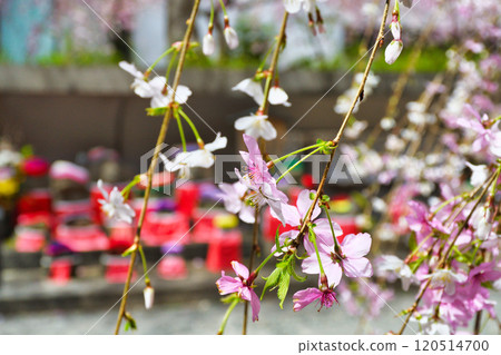京都紫雲山長法寺六角堂垂枝櫻花與地藏菩薩像（京都市中京區） 120514700