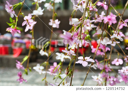 Kyoto Shiunzan Chohoji Temple Rokkakudo Weeping cherry blossoms and Jizo (Nakagyo Ward, Kyoto City) Kyoto Shiunzan Chohoji Temple Rokkakudo Weeping cherry blossoms and Jizo (Nakagyo Ward, Kyoto City) 120514732