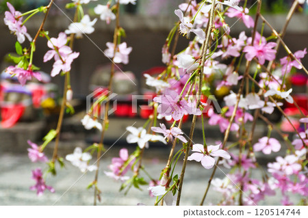 京都紫雲山長法寺六角堂垂枝櫻花與地藏菩薩像（京都市中京區） 120514744