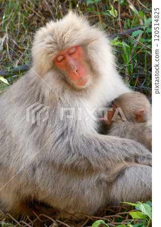 Mother and child monkeys snuggling up to each other Mother and child monkeys snuggling up to each other 120514825