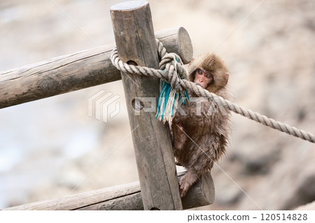 Play monkeys Play monkeys 120514828