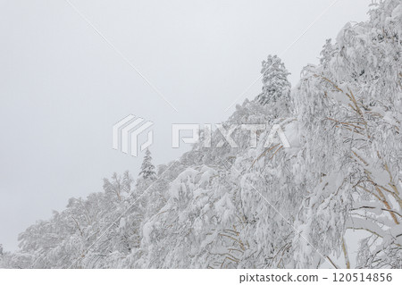 [北海道] 冰雪覆蓋的森林 120514856