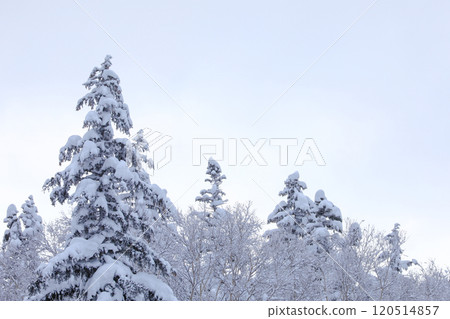[Hokkaido] Snow-covered Forest 120514857