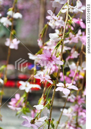 京都紫雲山長法寺六角堂垂枝櫻花與地藏菩薩像(京都市中京區) 京都紫雲山長法寺六角堂垂枝櫻花與地藏菩薩像(京都市中京區) 120514918