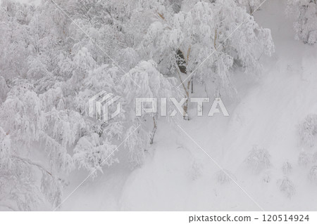[北海道] 冰雪覆蓋的森林 120514924