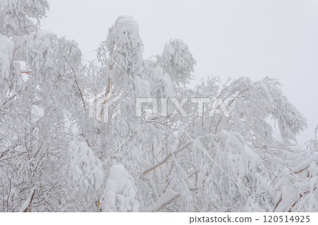 [北海道] 雪樺樹 120514925