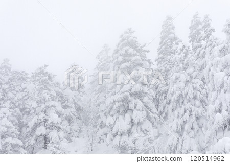[北海道] 冰雪覆蓋的森林 120514962