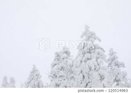 [北海道] 冰雪覆蓋的森林 120514963