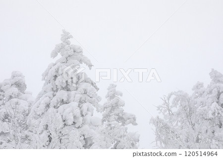 [北海道] 冰雪覆蓋的森林 120514964