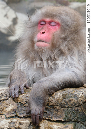 A monkey entering a hot spring 120515049