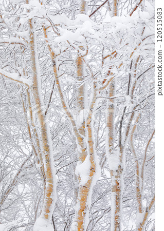 [Hokkaido] Snow-covered birch 120515083