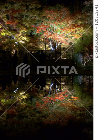 Illuminated autumn leaves at Iwayado Park (Aichi Prefecture) Illuminated autumn leaves at Iwayado Park (Aichi Prefecture) 120515241