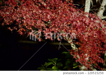 秋天的紅葉被燈光照亮,岩道公園(愛知縣) 秋天的紅葉被燈光照亮,岩道公園(愛知縣) 120515250