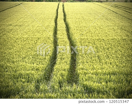 北海道一望無際的麥田 120515347