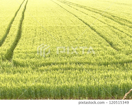 豐收的麥田（北海道） 120515349