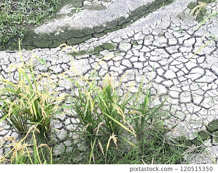 稻田開裂 120515350