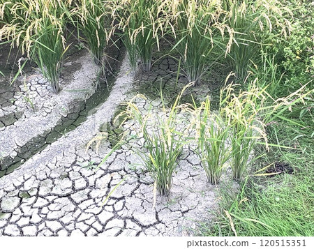 一片已成荒地的稻田 120515351