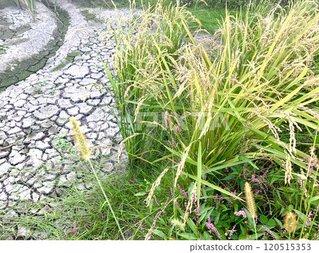 Dry rice field just before harvesting 120515353