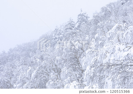 [Hokkaido] Snow-covered Forest 120515366