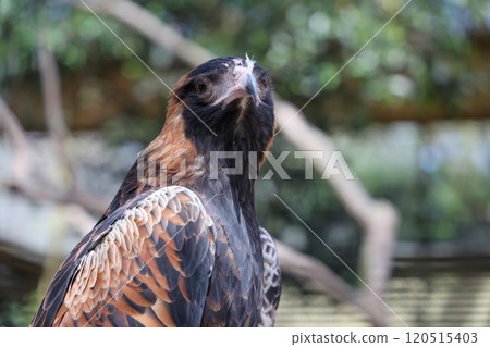 The black breasted buzzard is predator in nature at australia 120515403