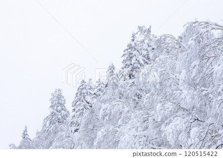 [Hokkaido] Snow-covered Forest 120515422