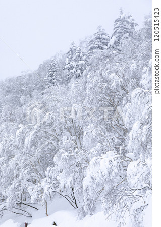 [北海道] 冰雪覆蓋的森林 120515423