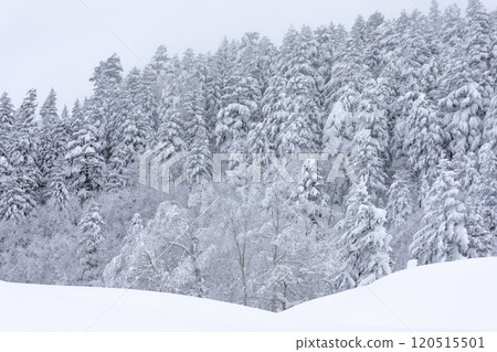 [Hokkaido] Snow-covered Forest 120515501