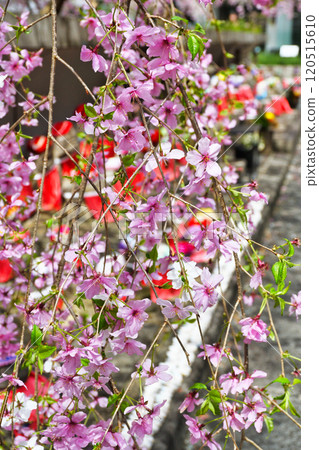 Kyoto Shiunzan Chohoji Temple Rokkakudo Weeping cherry blossoms and Jizo (Nakagyo Ward, Kyoto City) Kyoto Shiunzan Chohoji Temple Rokkakudo Weeping cherry blossoms and Jizo (Nakagyo Ward, Kyoto City) 120515610