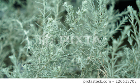 Artemisia maritima grass in the garden 120515705