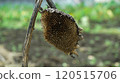 Dried dead sunflower on the field 120515706