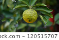 macro photography of Natural citron fruit 120515707