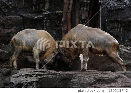 金色羚羊撞角 120515742