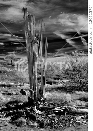 Old Dead Saguaro Cactus Sonora desert Arizona Infrared Old Dead Saguaro Cactus Sonora desert Arizona Infrared 120515794