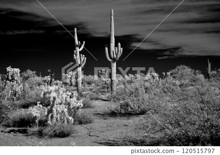 Sonora Desert Arizona in Infrared 120515797